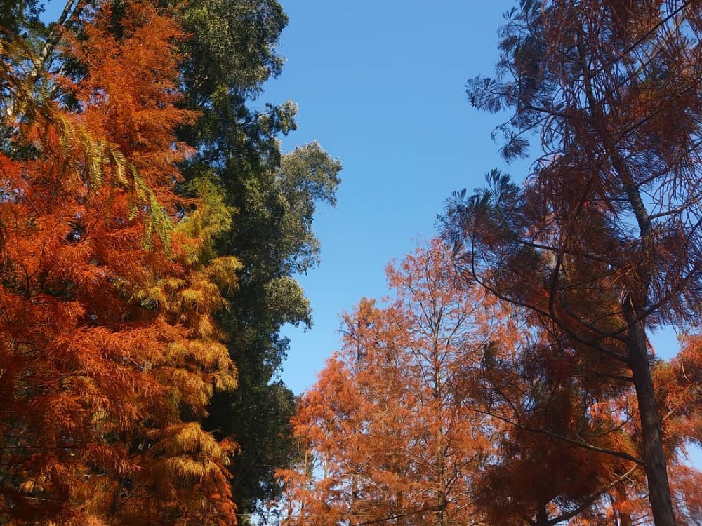 香港賞紅葉好去處推介 | 流水響水塘