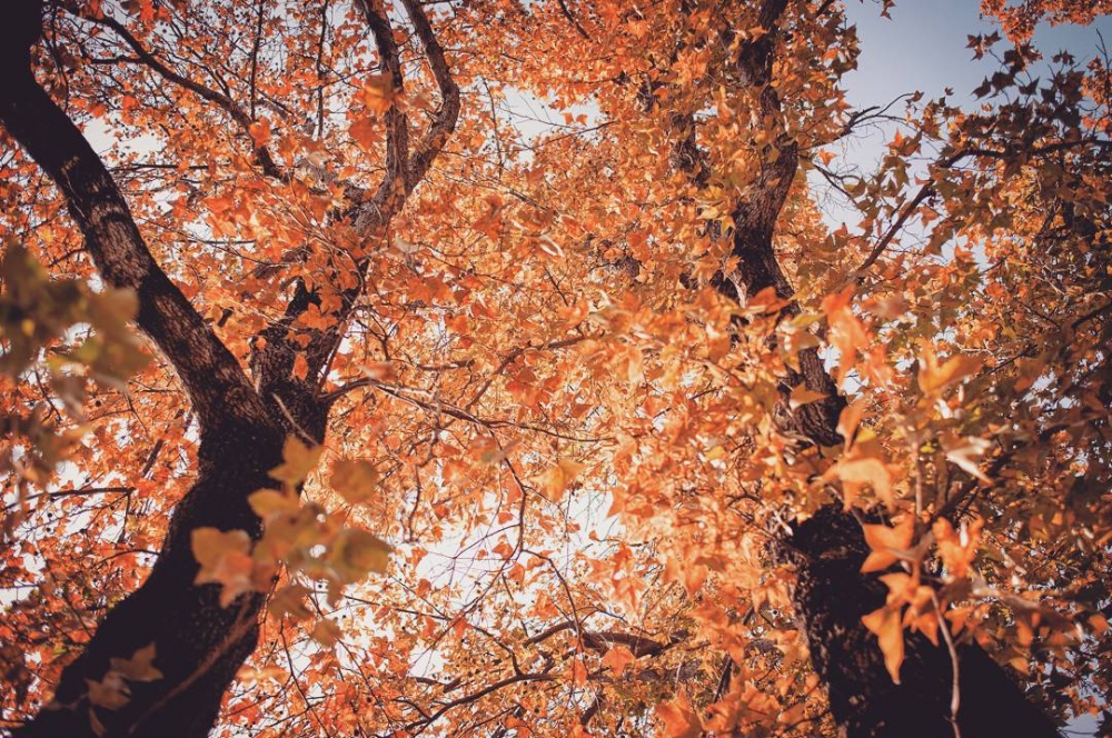 香港賞紅葉好去處推介 | 根德道公園