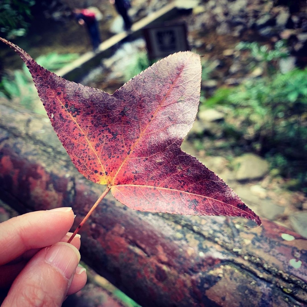 香港賞紅葉好去處推介 | 大埔滘自然護理區