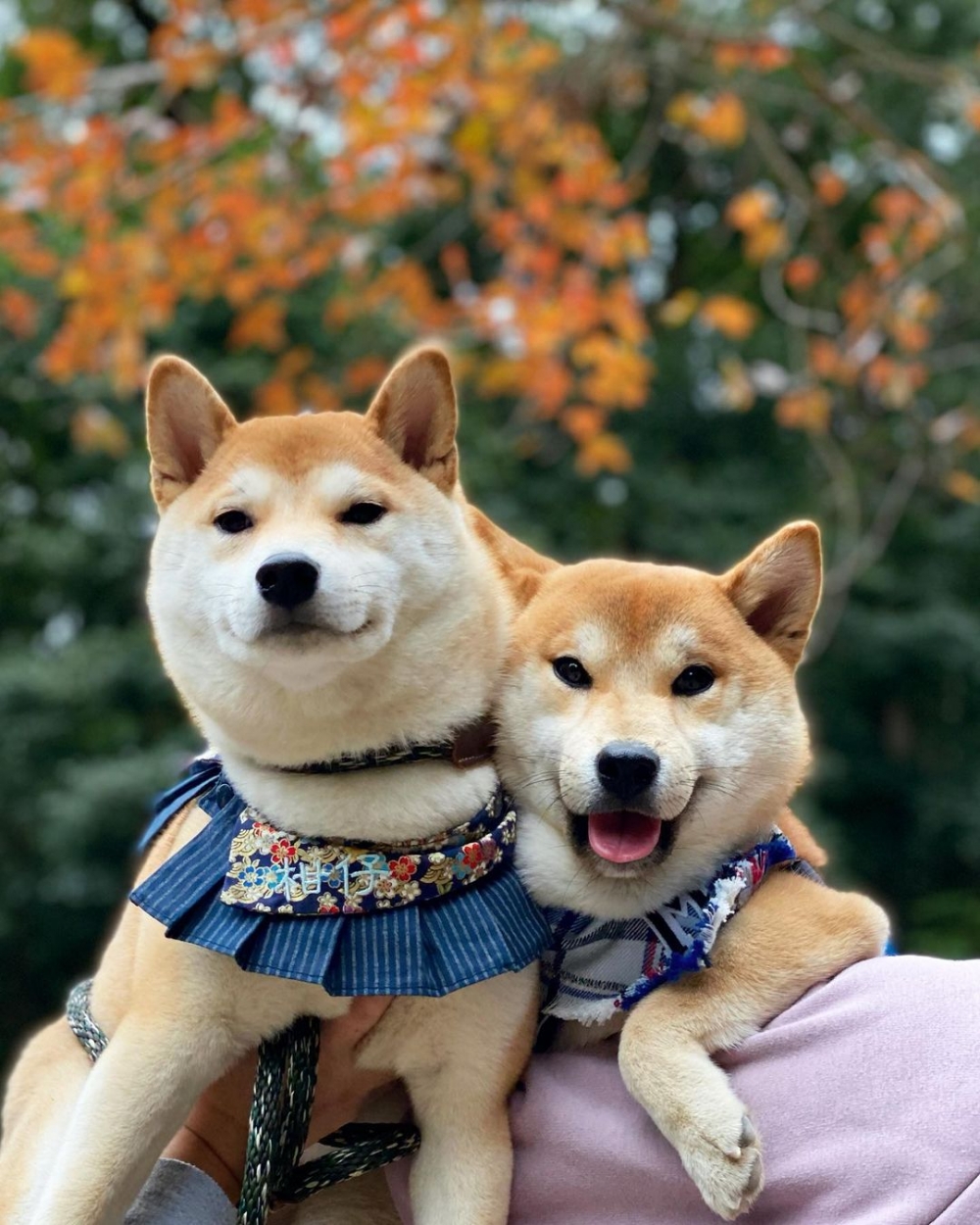 香港賞紅葉好去處推介 | 城門水塘