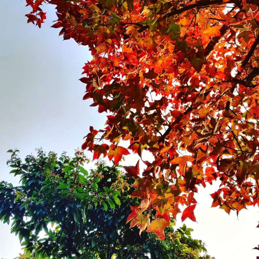 香港賞紅葉好去處推介 | 佐敦谷公園