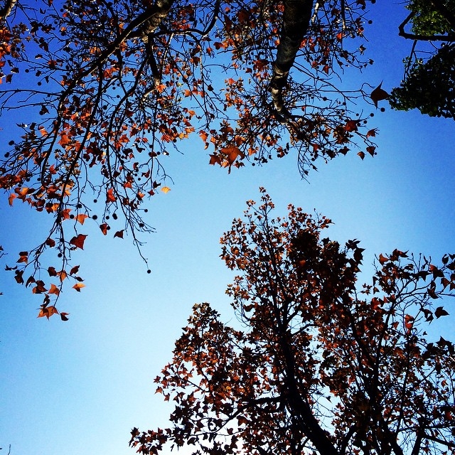 香港賞紅葉好去處推介 | 九龍寨城公園