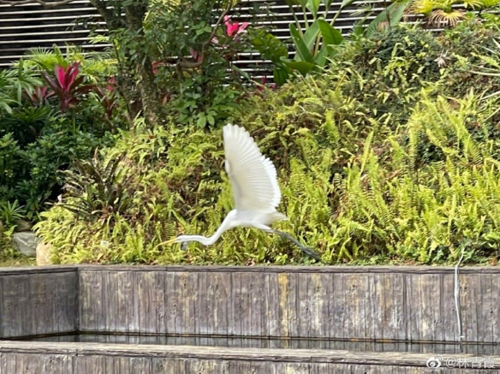 林青霞曾表示有仙鶴飛來起屋企後院