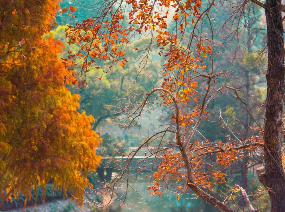 香港賞紅葉好去處推介 | 中大未圓湖