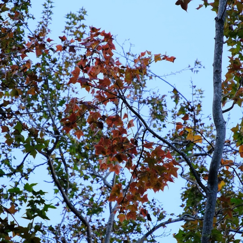 歷史悠久的香港動植物公園是港島區最熱門的賞紅葉熱點之一。