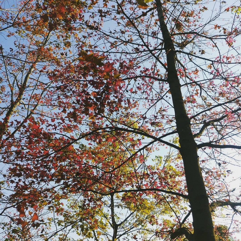 香港賞紅葉好去處推介 | 大棠自然教育徑