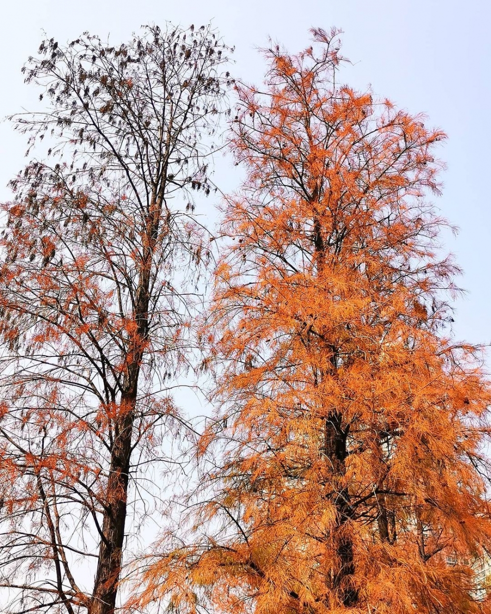 香港賞紅葉好去處推介 | 青衣公園