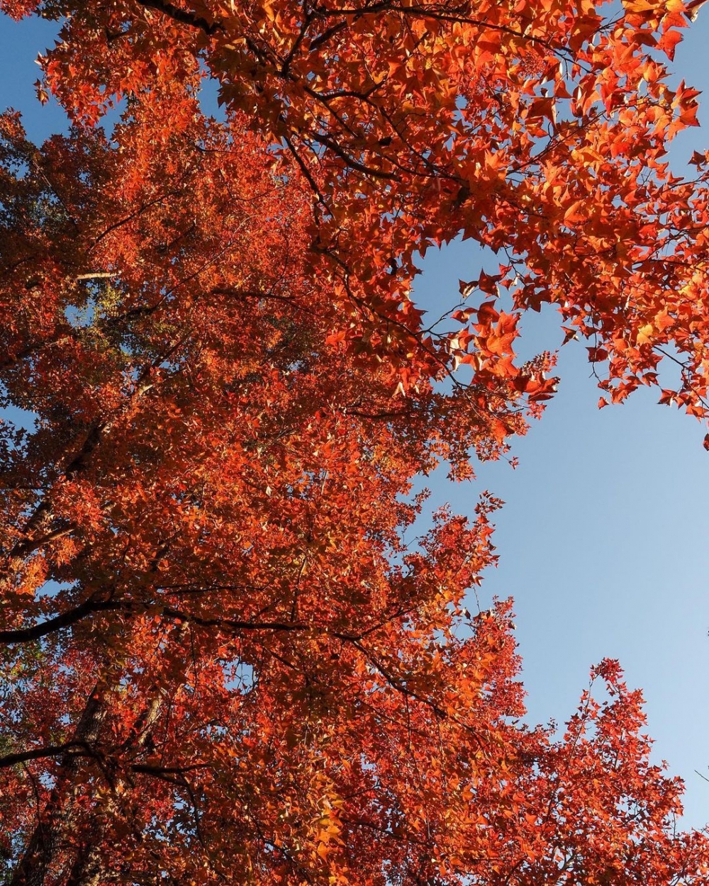 香港賞紅葉好去處推介 | 烏蛟騰