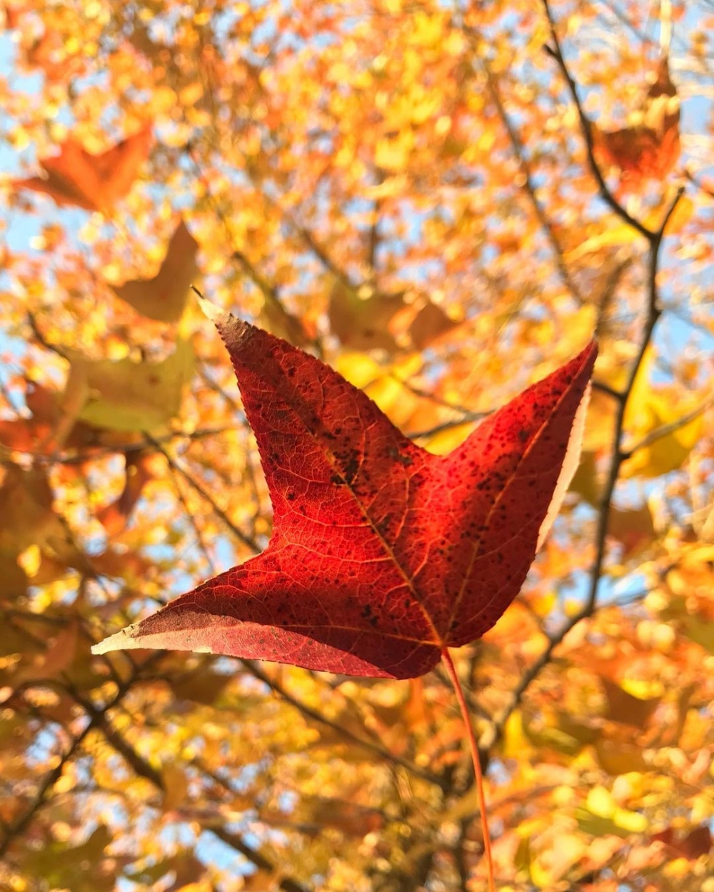 香港賞紅葉好去處推介 | 大欖郊野公園