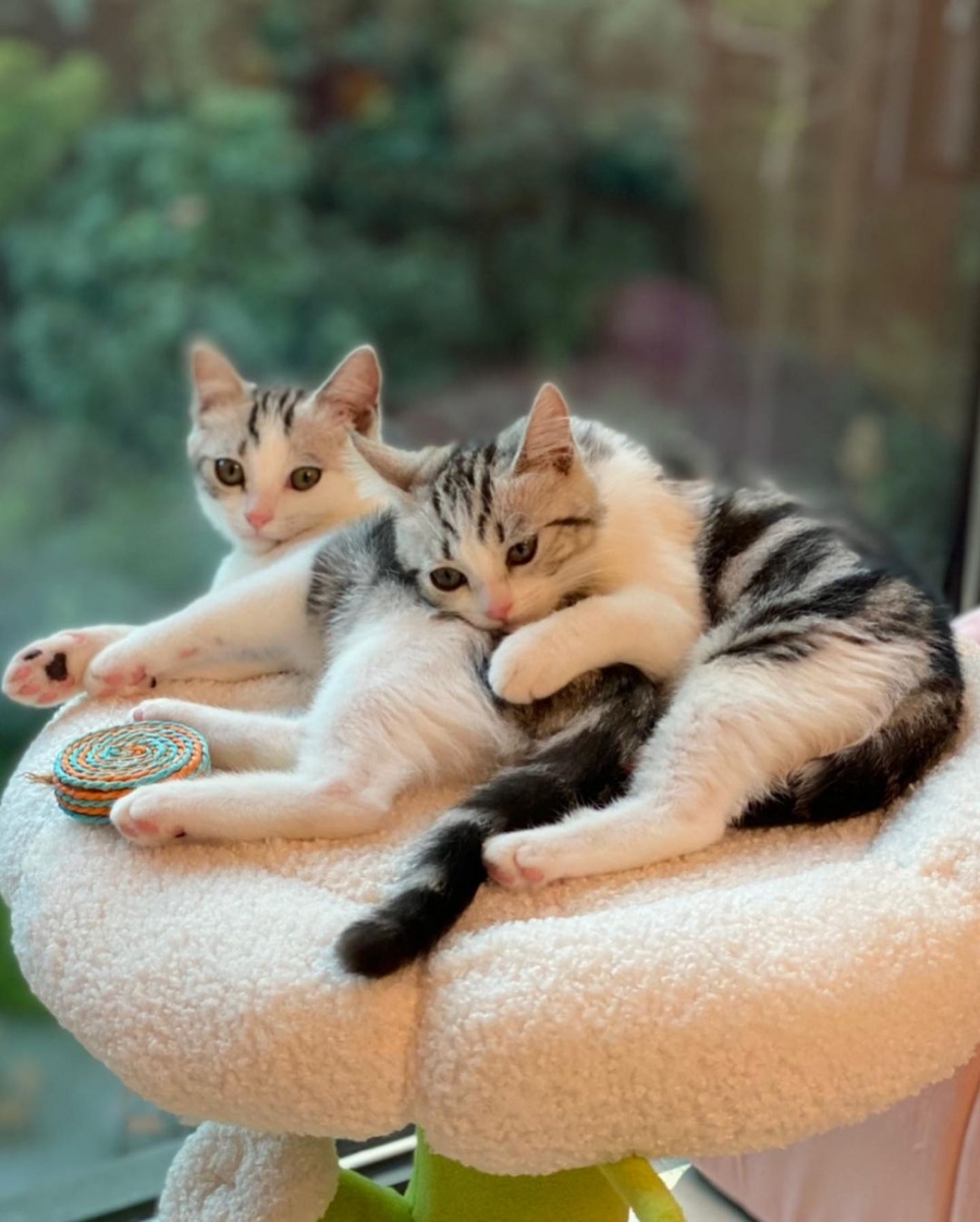 Milo同Mila嘅生活照卻令Isabella所住嘅大宅意外曝光！