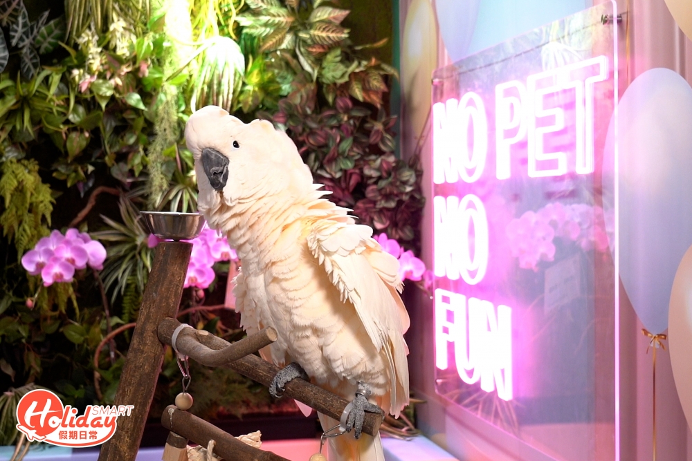 店舖不定時有狗狗Triple和鸚鵡店長咇咇坐鎮招呼客人,特別是店長咇咇相當賣力表演,不斷高呼「哈囉」、「咇咇」,瞬間令整個空間變得熱鬧起來。