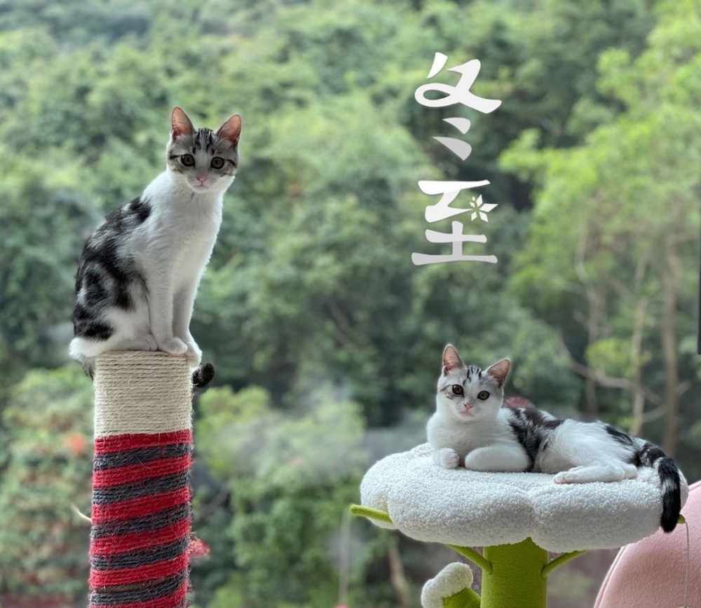 Milo同Mila嘅小窩就喺窗邊，超大落地玻璃可以遠眺一片綠油油山景，景色怡人。