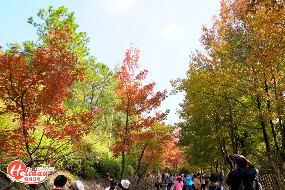 楓香林位於元朗大欖郊野公園,由於近幾星期賞紅葉的人流絡繹不絕,所以小巴和巴士都設有紅葉專線,由朗屏站或元朗市出發,都可以輕易前往大棠。