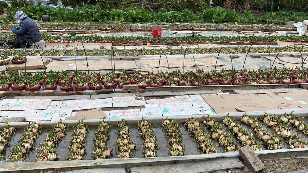 鶴藪農耕菜每逢農曆新年都會售賣各種水仙,如乾頭、企頭和盆頭等。