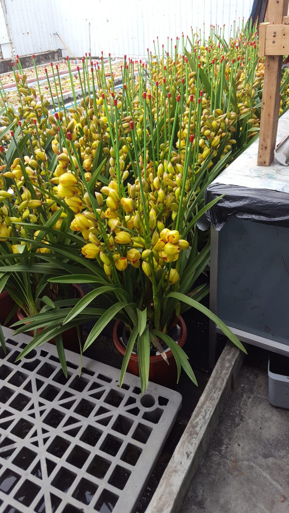 除了年桔、桃花和蘭花之外,今年更有水仙!