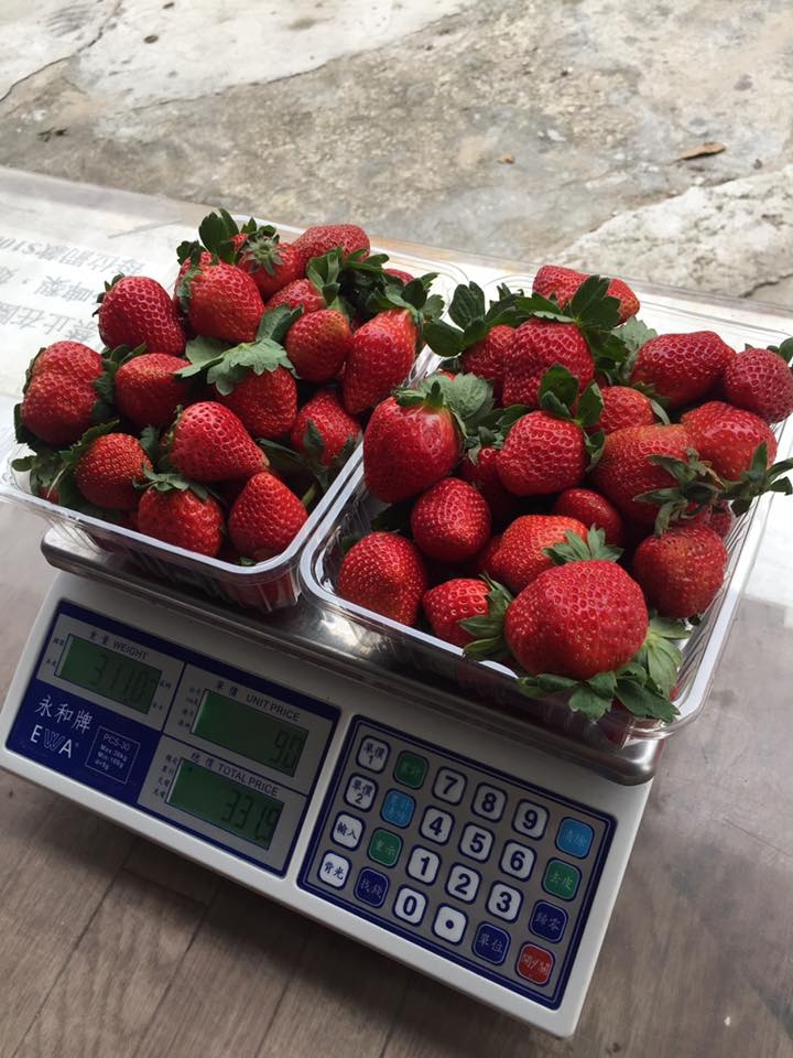 上水天光甫士多啤梨園佔地30,000呎，免收入場費，士多啤梨以按磅計價，$90/磅。