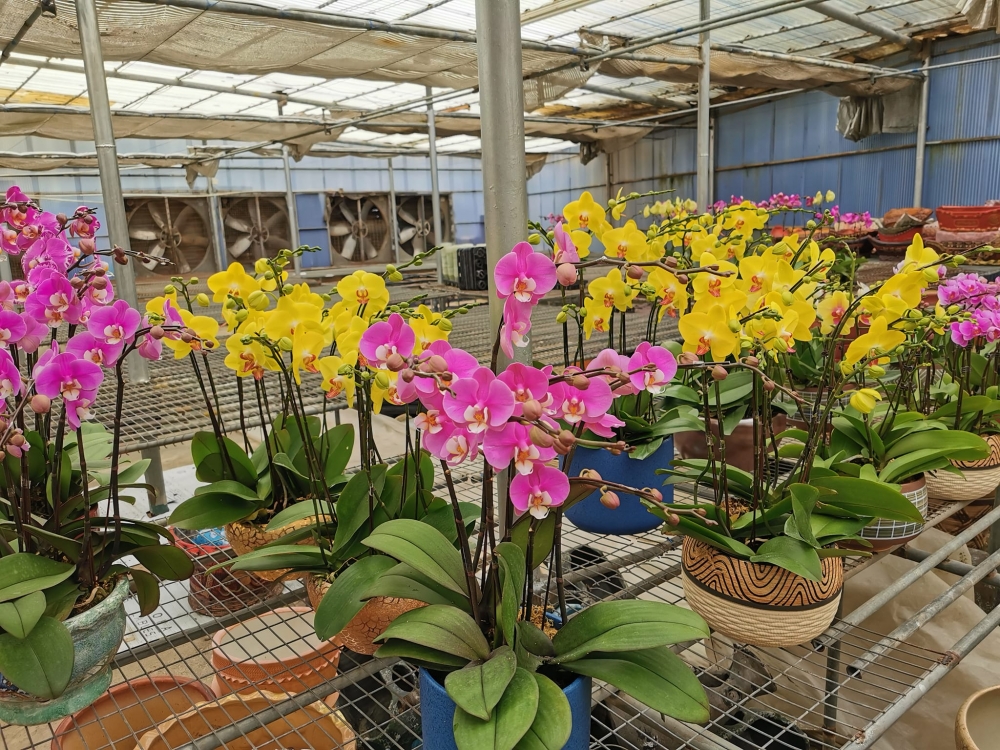 日本千葉園以種植本地蘭花為主,包括蝴蝶蘭、國蘭、加多利亞蘭、拖鞋蘭和虎頭蘭等;秋田園則以日本品種的蘭花為主。