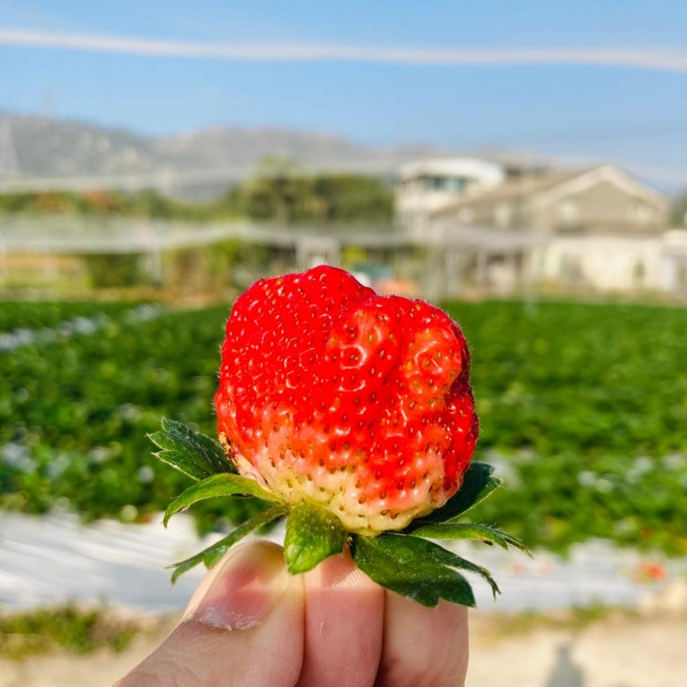 自摘磅走$100/磅