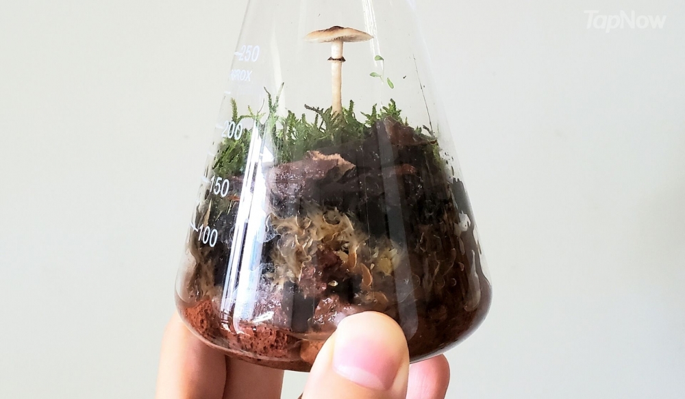 菇菌苔蘚瓶錐形瓶