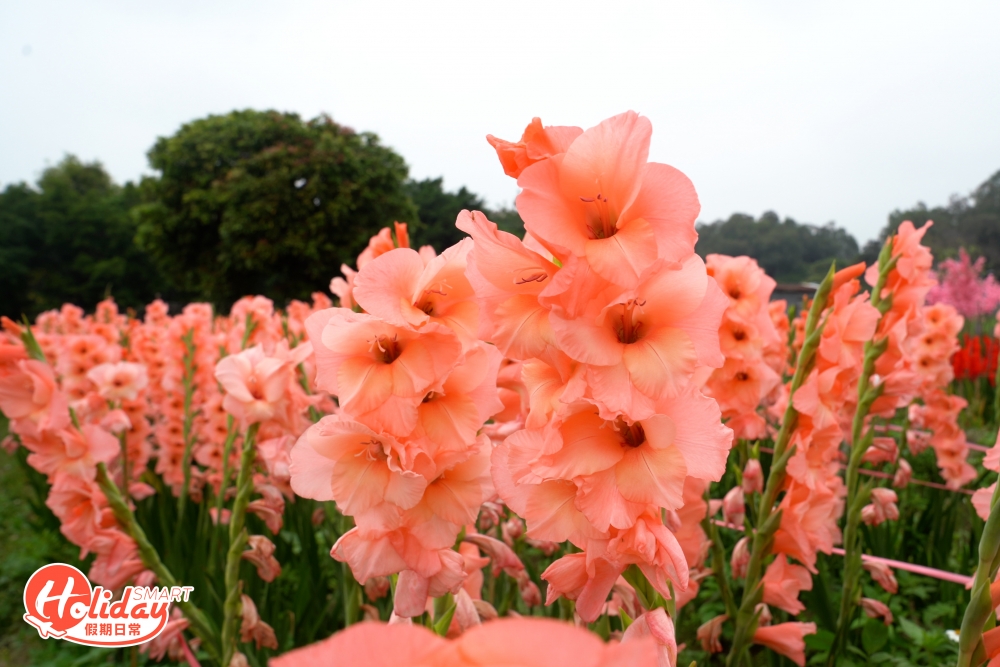 除了百合花花海外,還有劍蘭花海,單是劍蘭已經有超過7種顏色,花農信哥特別由法國、荷蘭和日本等地引入劍蘭苗。