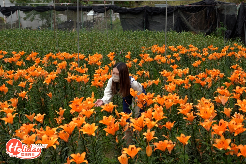 今年信芯園種植了20萬枝劍蘭和百合,原本的向日葵花田已經變成了色彩鮮艷的百合花花海,散發著淡淡的百合花清香。
