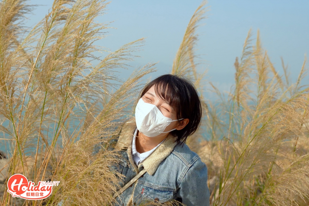 芒草隨風搖曳,陽光灑落時更顯唯美。