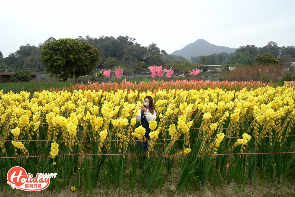 受到夏季連日打風和大雨洗禮的元朗信芯園,花田被水浸壞一度暫停開放搶修,最近終於重開,並以全新面貌登場,特設多個日系打卡位,並展出香水百合和彩色劍蘭等新花種。