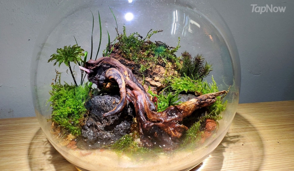 蟹缸工作坊