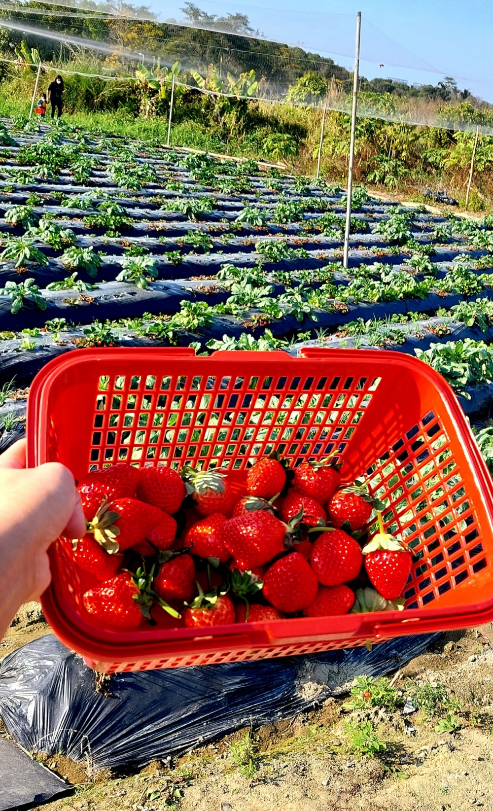 老徐農莊主打本地有機蔬果，園內亦設有士多啤梨園。
