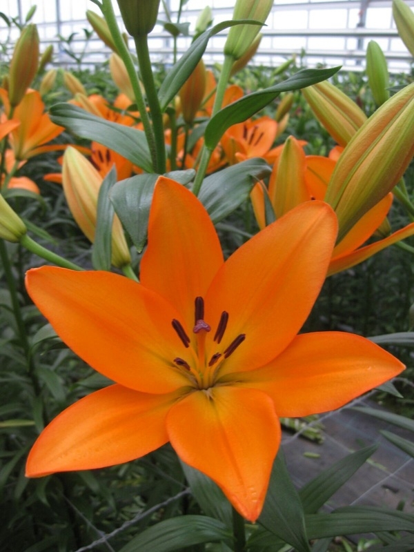 買年花好去處 | 強記花園