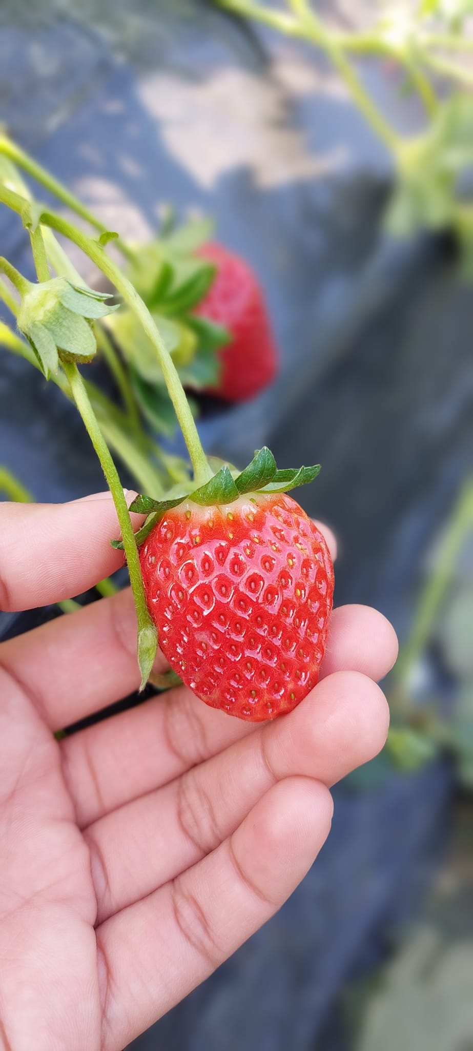 免費收入場費之餘，今個新年期間亦會照常開放。