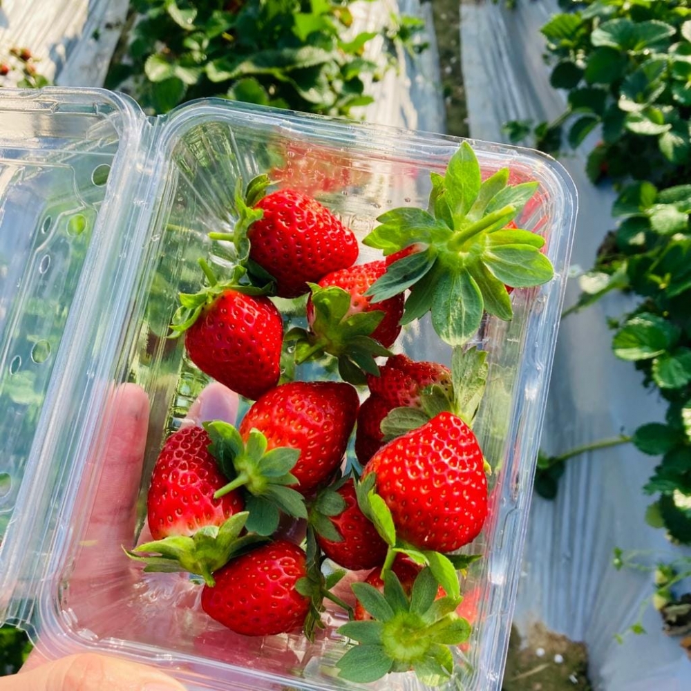 大棠有機生態園同樣於新年期間照常營業，成人入場費為$80，小童則為$60。