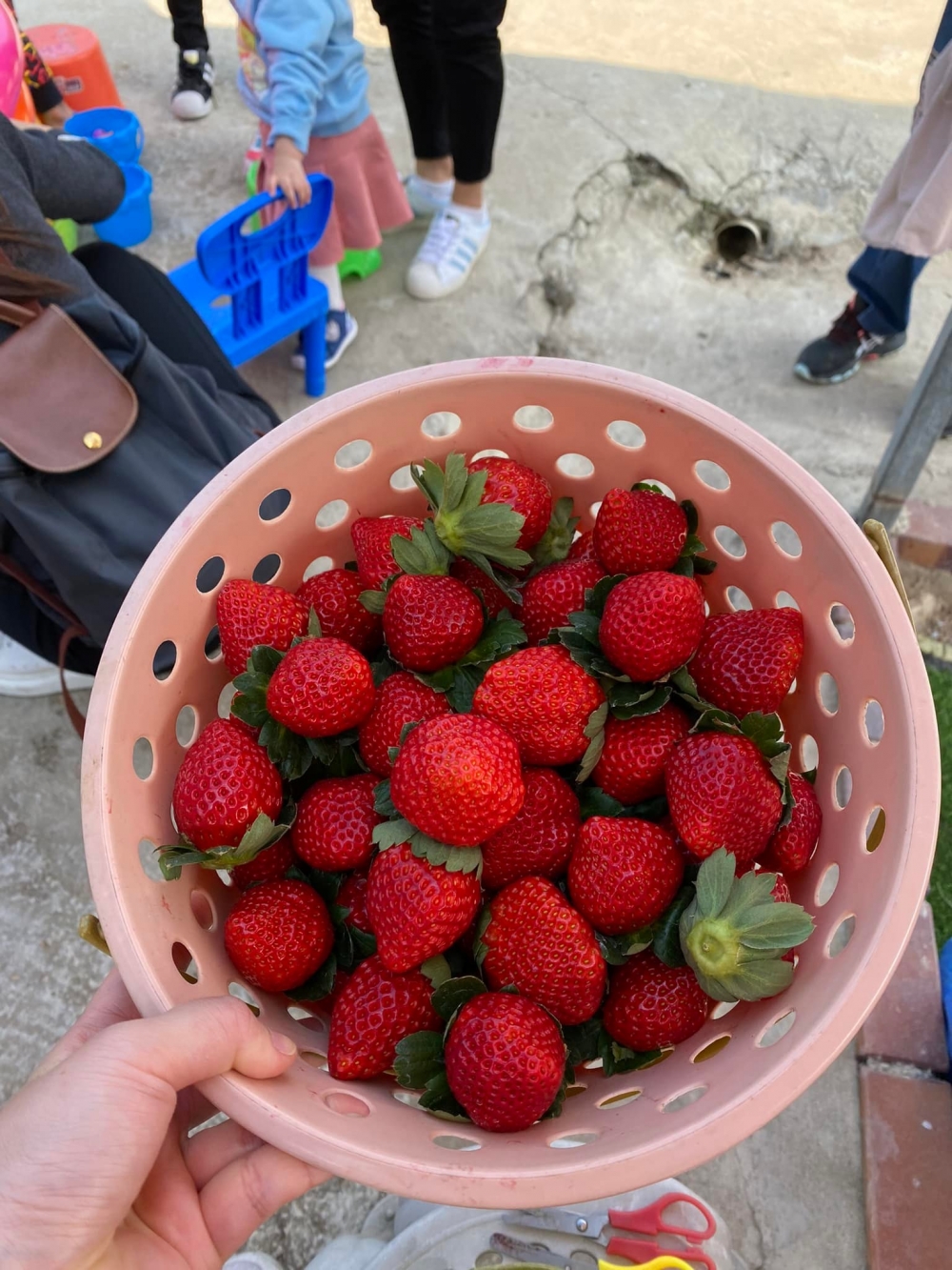 元朗大棠村的「朗屏士多啤梨葡萄園」佔地50,000呎，正值士多啤梨當造期，士多啤梨品種多。