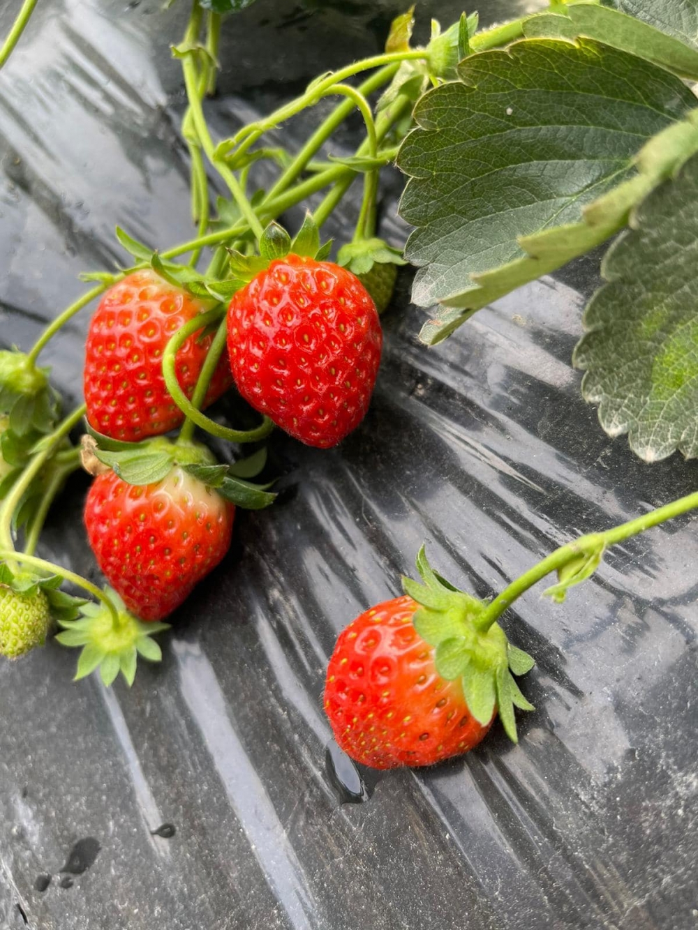 價錢方面除了淡雪為$130/磅，其他均是$90/磅。