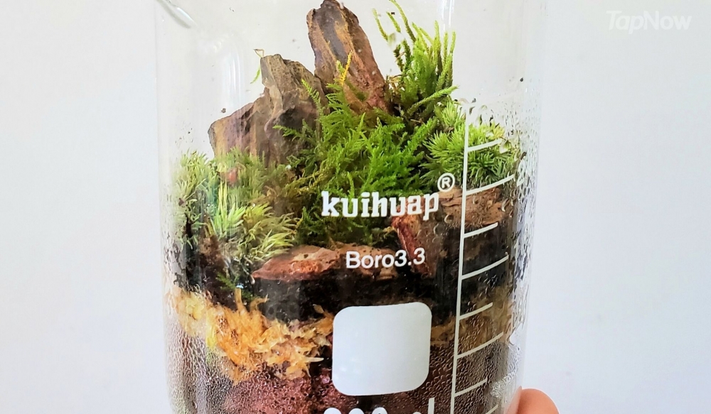 菇菌苔蘚瓶燒杯