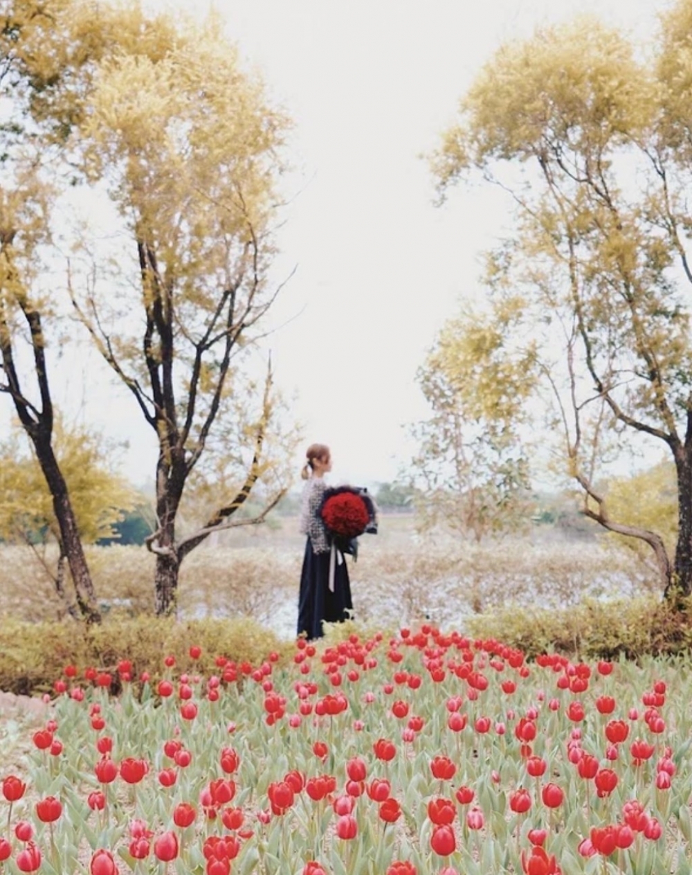 與伴侶走進鬱金香花海合照,一同留下最美好的回憶吧。