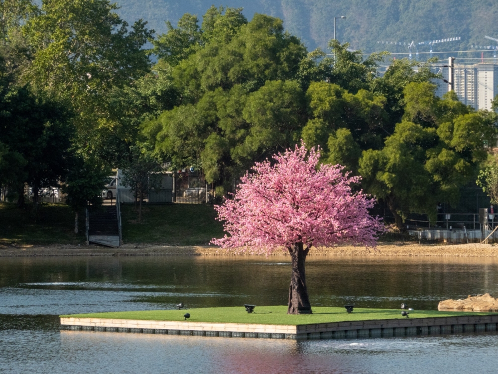 在浪漫櫻花樹下，於湖邊散步賞花。 