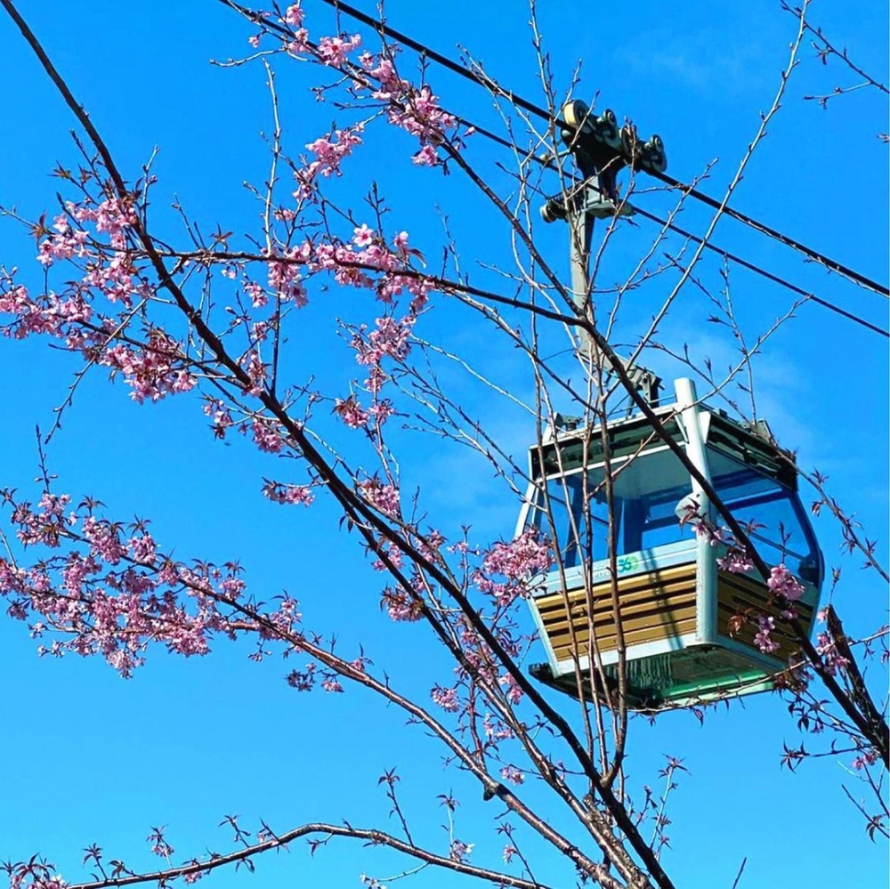 一出纜車站就會見到桃紅色的櫻花，盛放下的櫻花份外迷人。