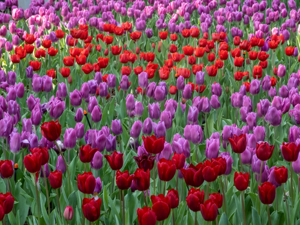 只要到餐廳戶外就可以見到色彩斑斕的鬱金香。