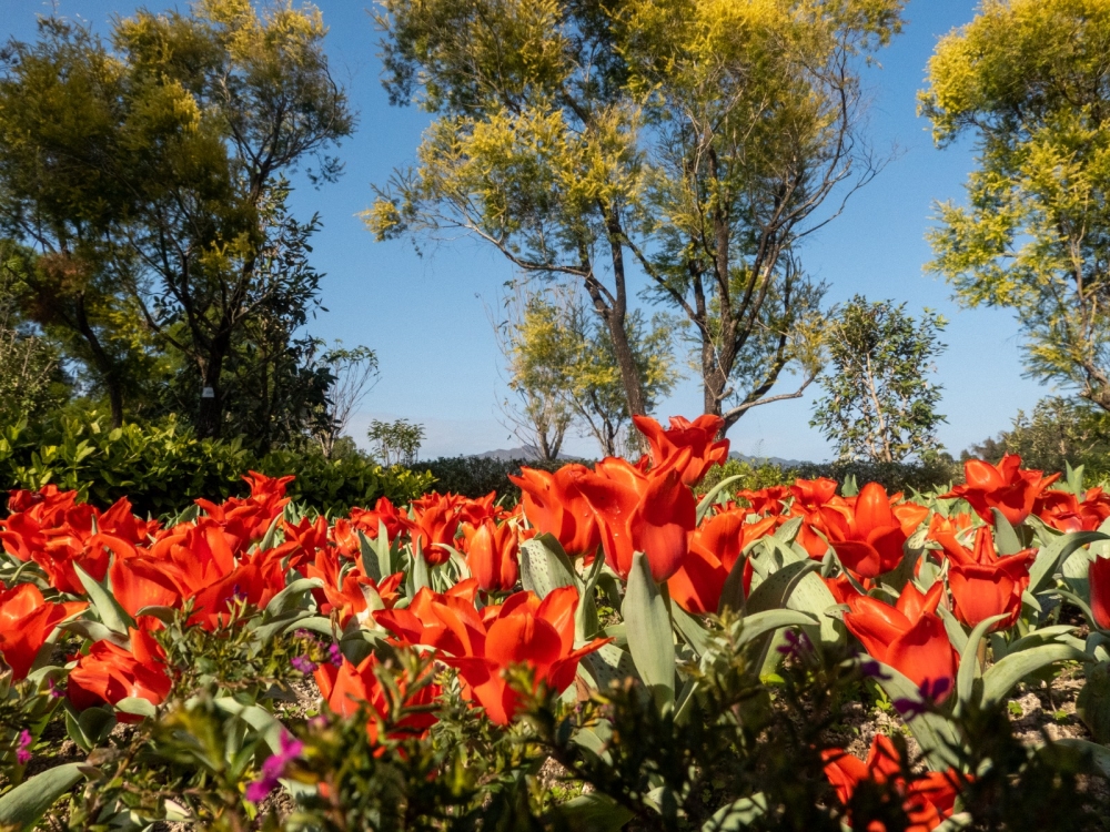 除了桃花樹外，Lake House外更設有鬱金香花海。 