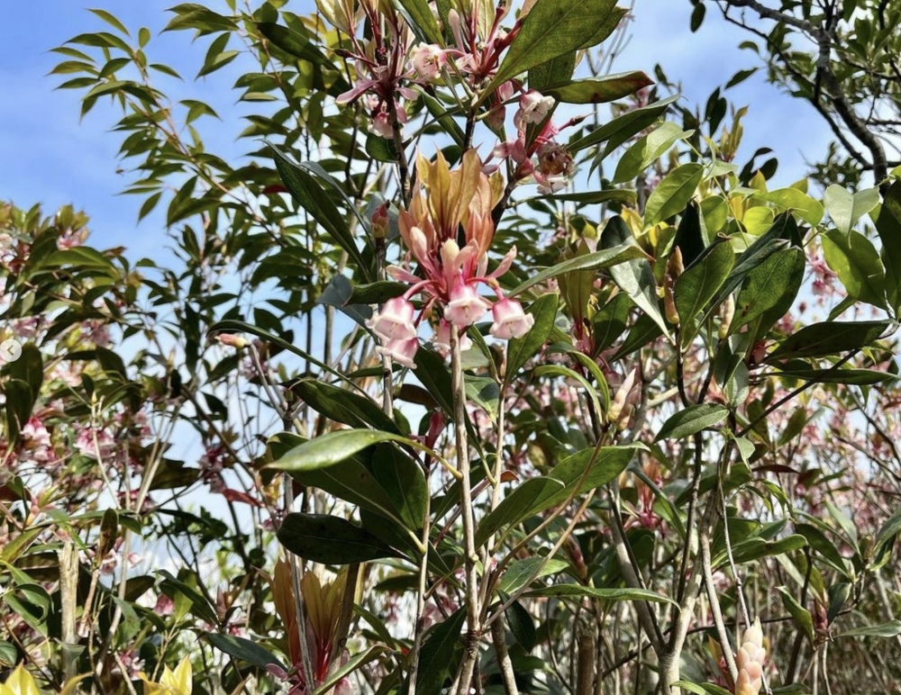 溫馨提示吊鐘花已被列入香港法定受保護植物之一,切勿採摘或拾走在地上的花朵。
