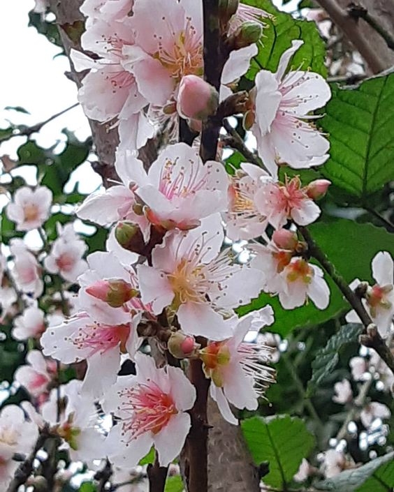 將軍澳的單車館公園種植的櫻花樹分別是台灣品種的鐘花櫻桃及日本品種的吉野櫻。