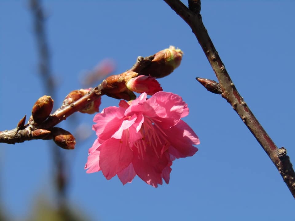 每年2月中至3月開花，櫻花樹集中在亭前的花園，花瓣大，呈艷麗紅色。