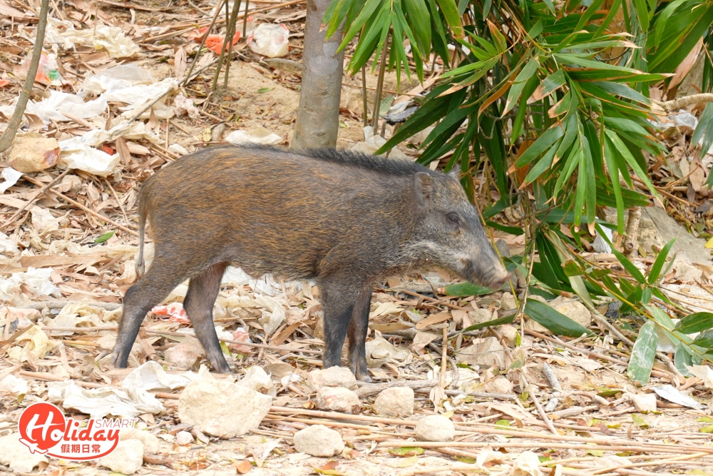 大家留意路線一帶有很多野豬出沒，記得切勿餵飼和騷擾牠們。