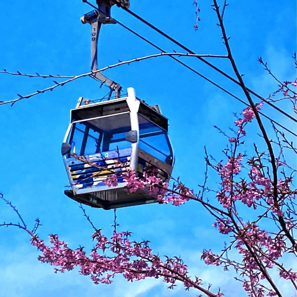 昂坪市集為全港種植最多櫻花樹的地方。