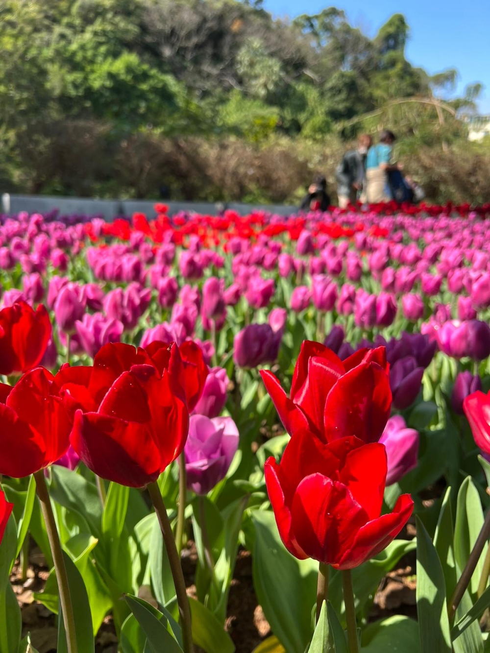 一望無際鬱金香花海，打卡留下最好回憶。
