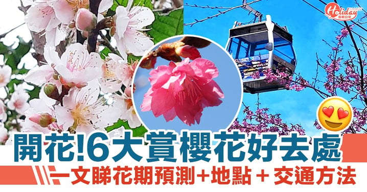 香港賞花2022｜6大賞櫻花好去處＋櫻花花期預測