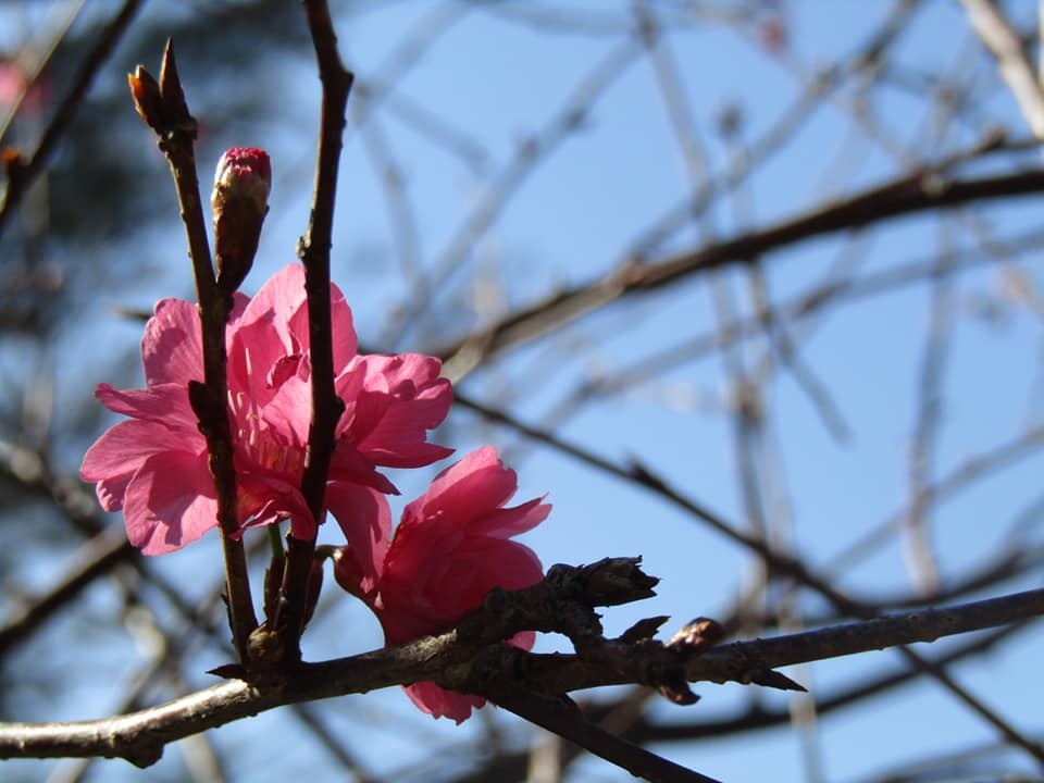 長洲不止有大魚蛋或渡假屋，若你是攝影愛好者，必定知道關公亭有棵山櫻花樹。