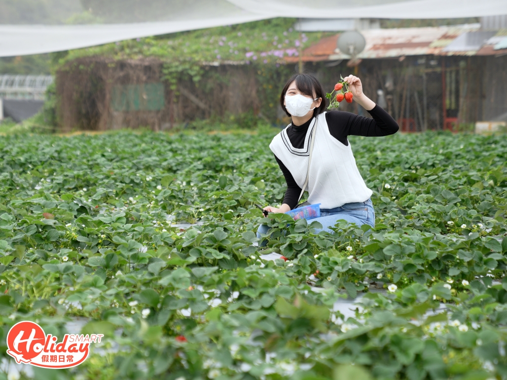 有機果園種植各式各樣的生果、蔬菜,帶齊士多啤梨、提子、西瓜、荔枝、茄子、苦瓜等!