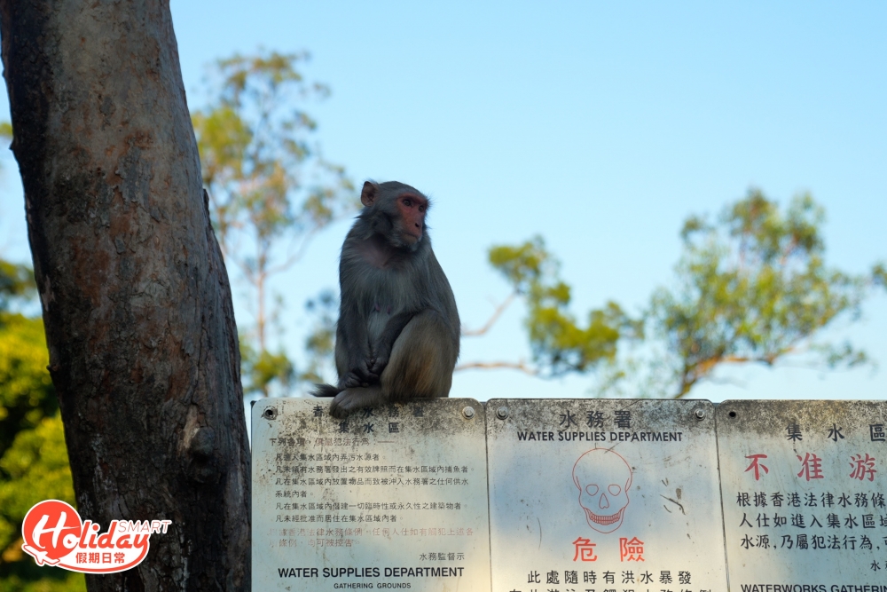 由於路線屬於郊野公園範圍,所以附近一帶有很多馬騮和野豬出沒,記得切勿餵飼和騷擾牠們,最重要是自己垃圾自己帶走,保護美麗的環境。